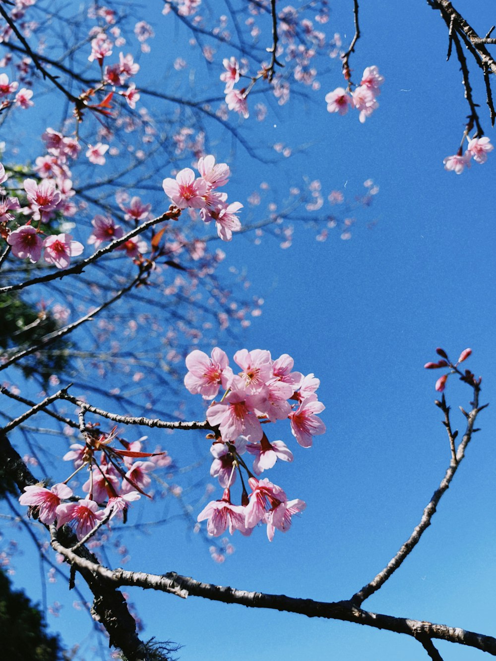 pink flowers are blooming on the branches of a tree