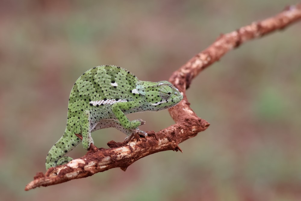 a green and white frog sitting on a branch