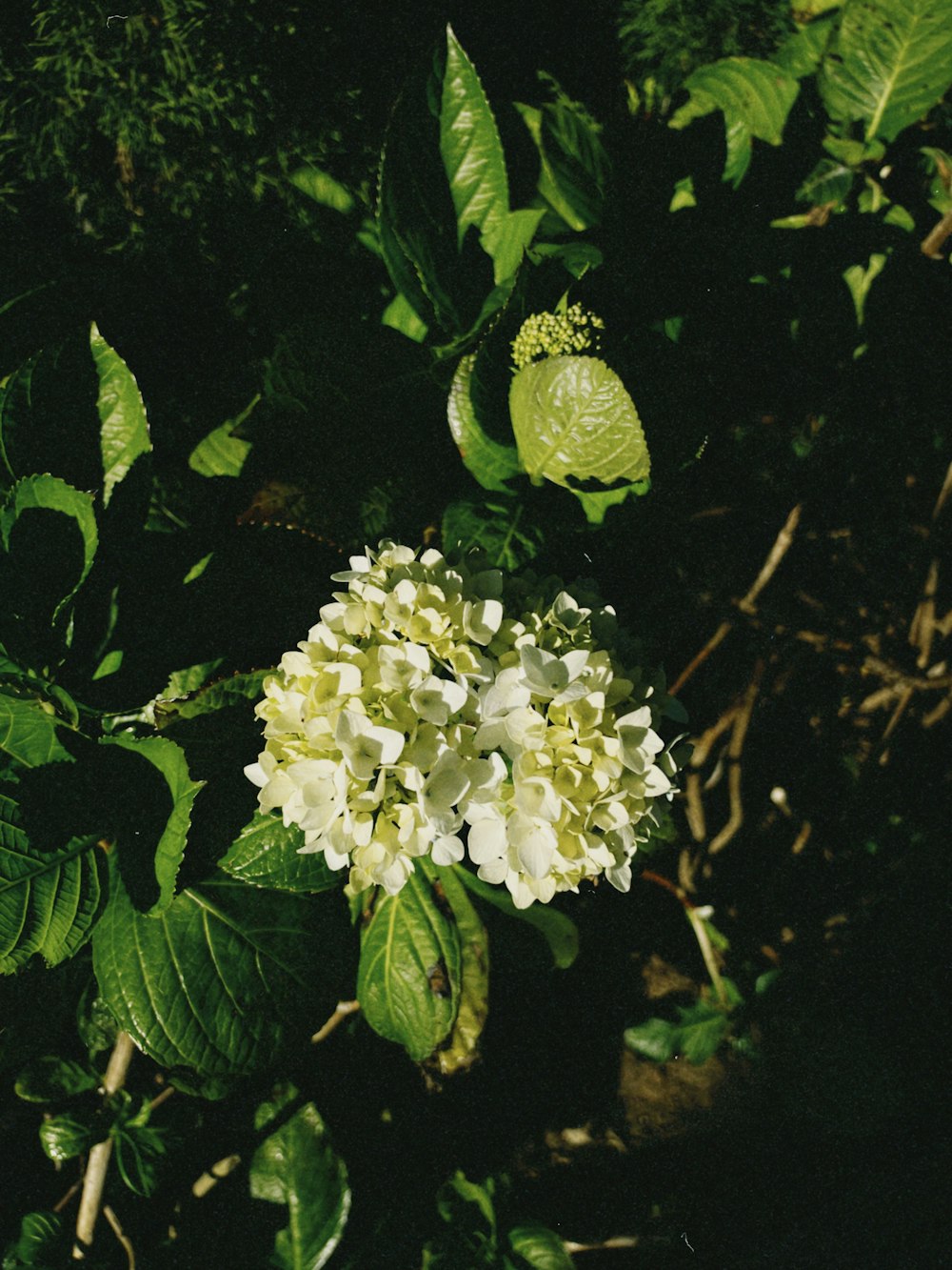 흰색과 초록색 꽃의 클로즈업