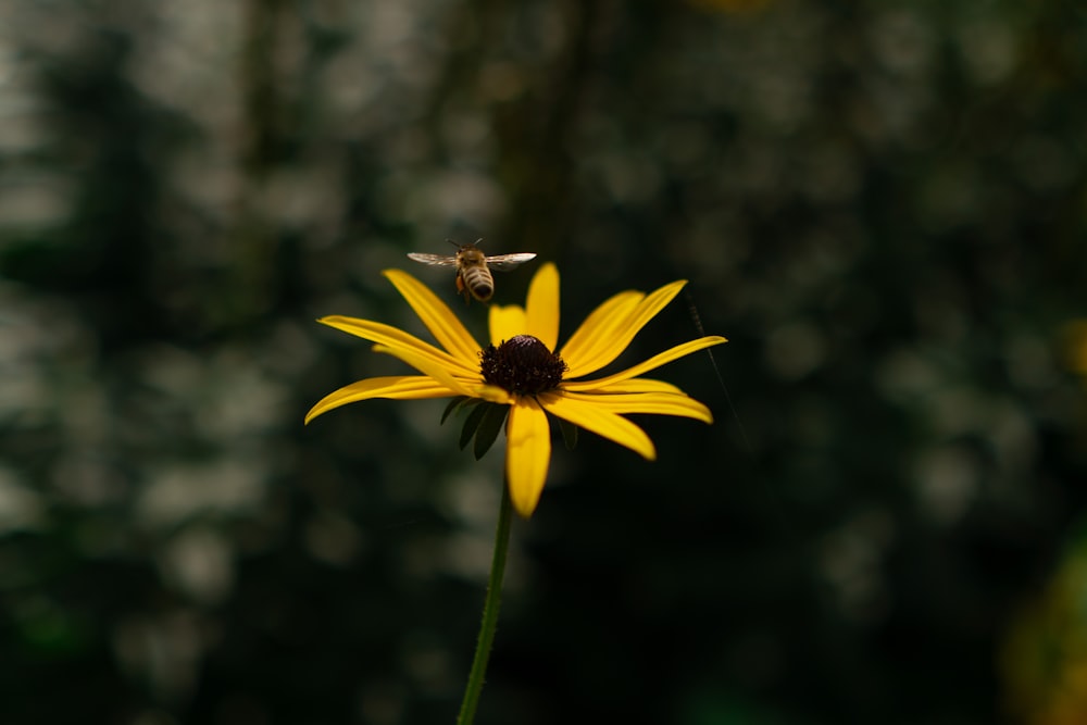uma flor amarela com uma abelha sobre ela