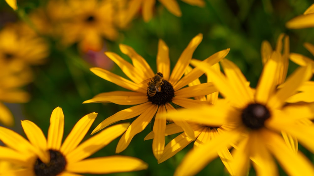 a bunch of yellow flowers with a bee on them