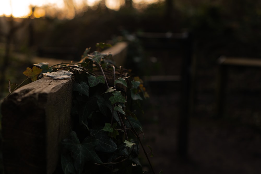 ivy growing on the side of a wooden fence