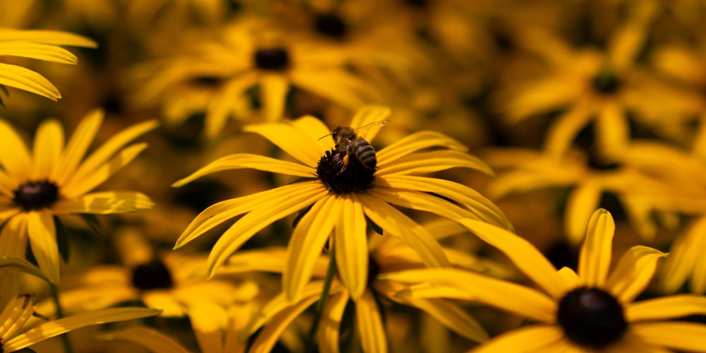 uma abelha sentada em cima de uma flor amarela