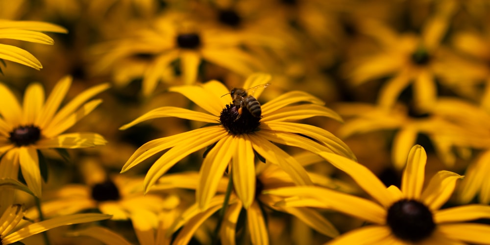 a bee sitting on top of a yellow flower