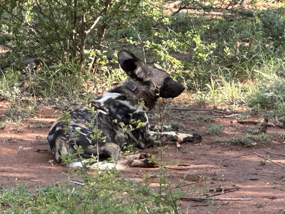 a wild dog laying down in the dirt