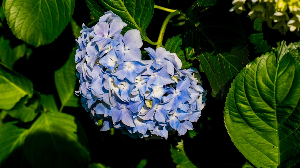 a close up of a blue flower surrounded by green leaves