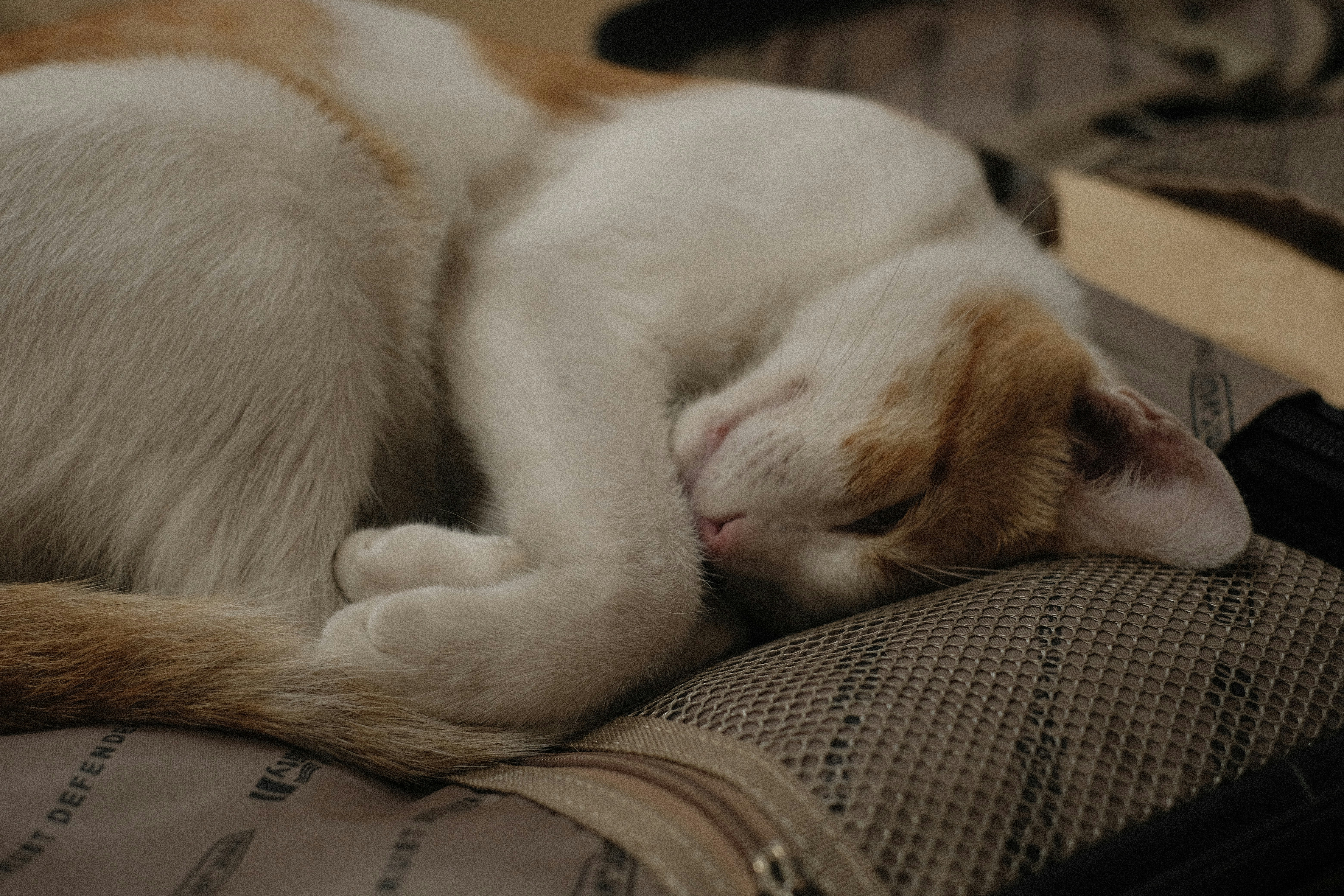 Photo by donguyenkhanhs