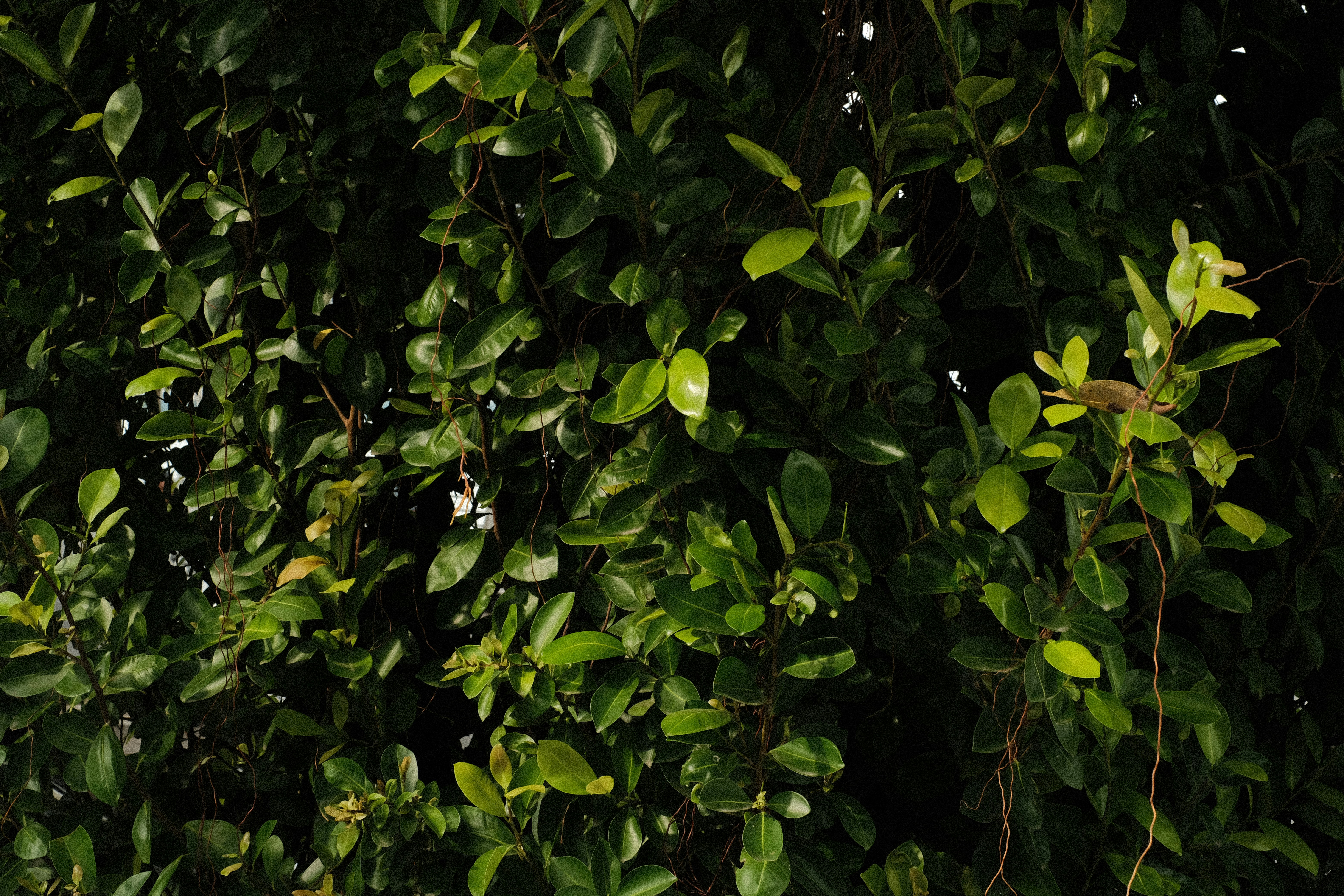 Photo by donguyenkhanhs