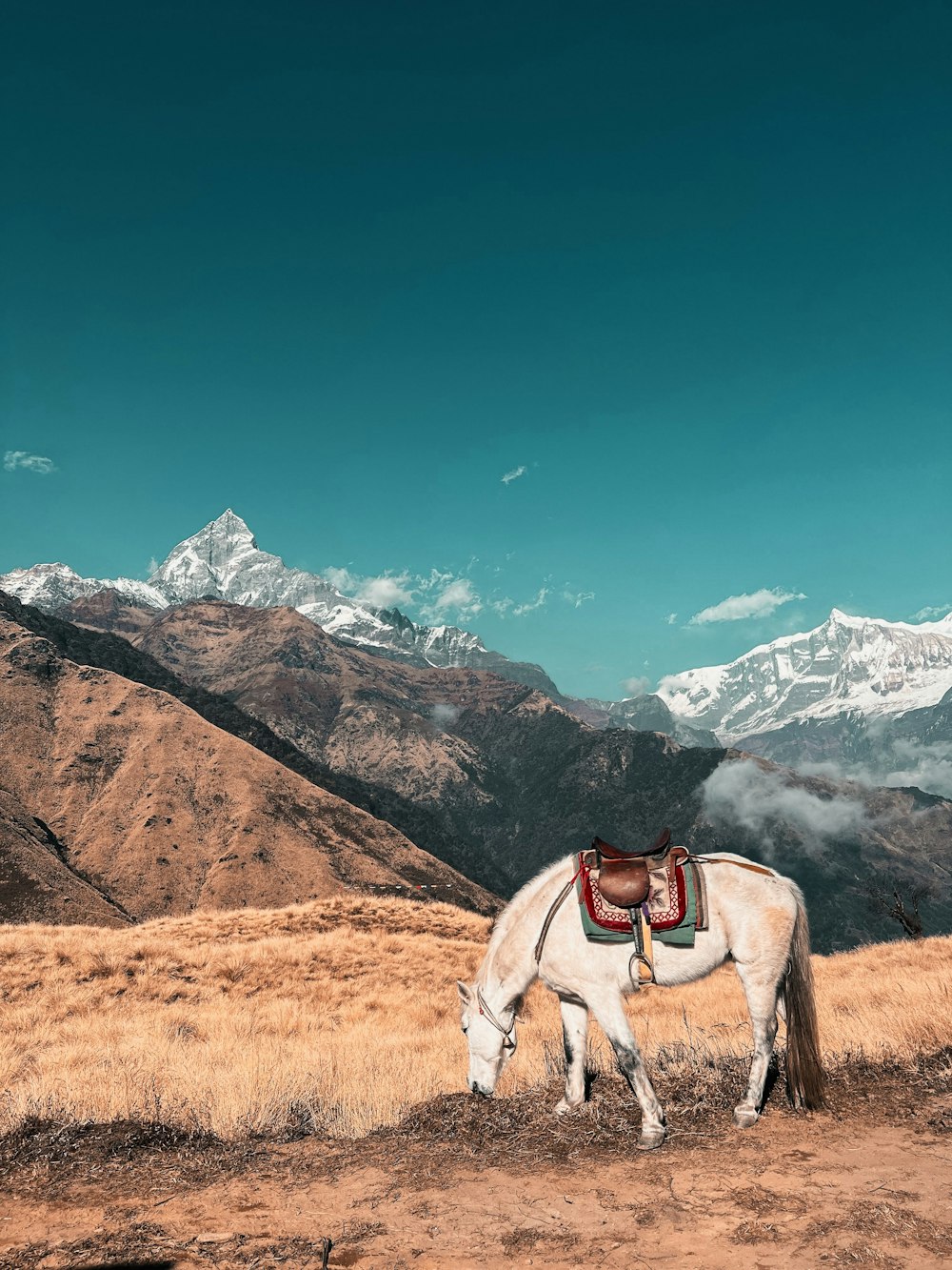 a white horse grazing in a field with mountains in the background