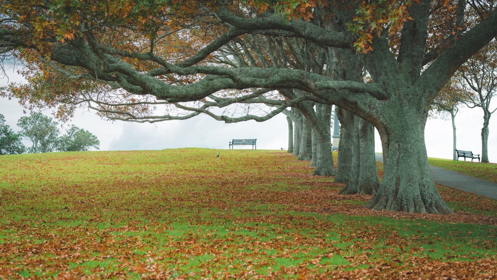a row of trees with a bench in the background