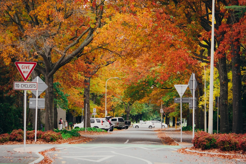 a street filled with lots of trees covered in fall leaves