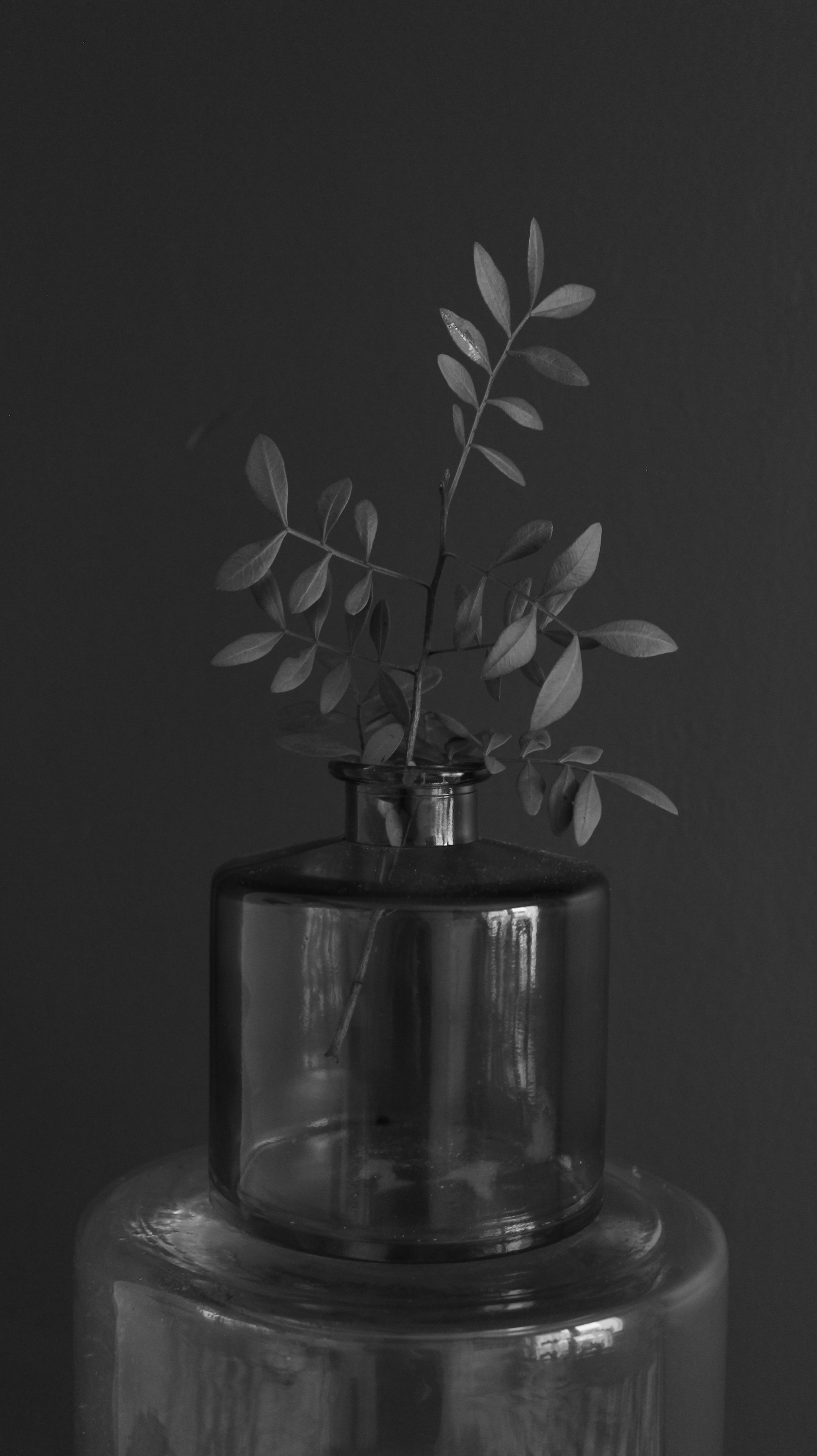 a black and white photo of a vase with a plant in it