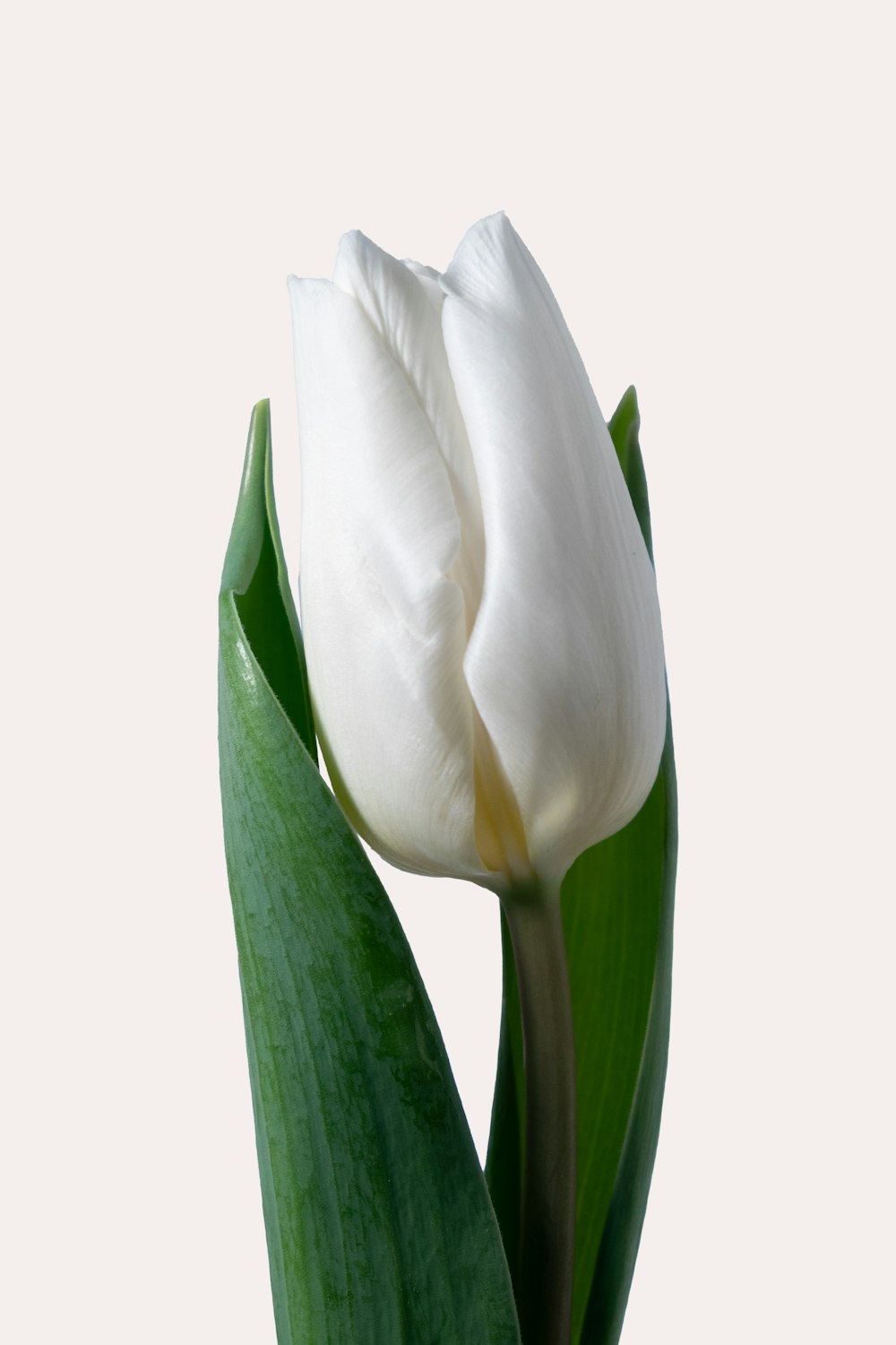 a single white tulip with a green stem