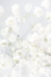 a bunch of white flowers on a white background
