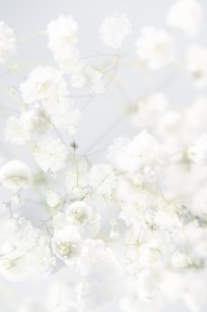 a bunch of white flowers on a white background