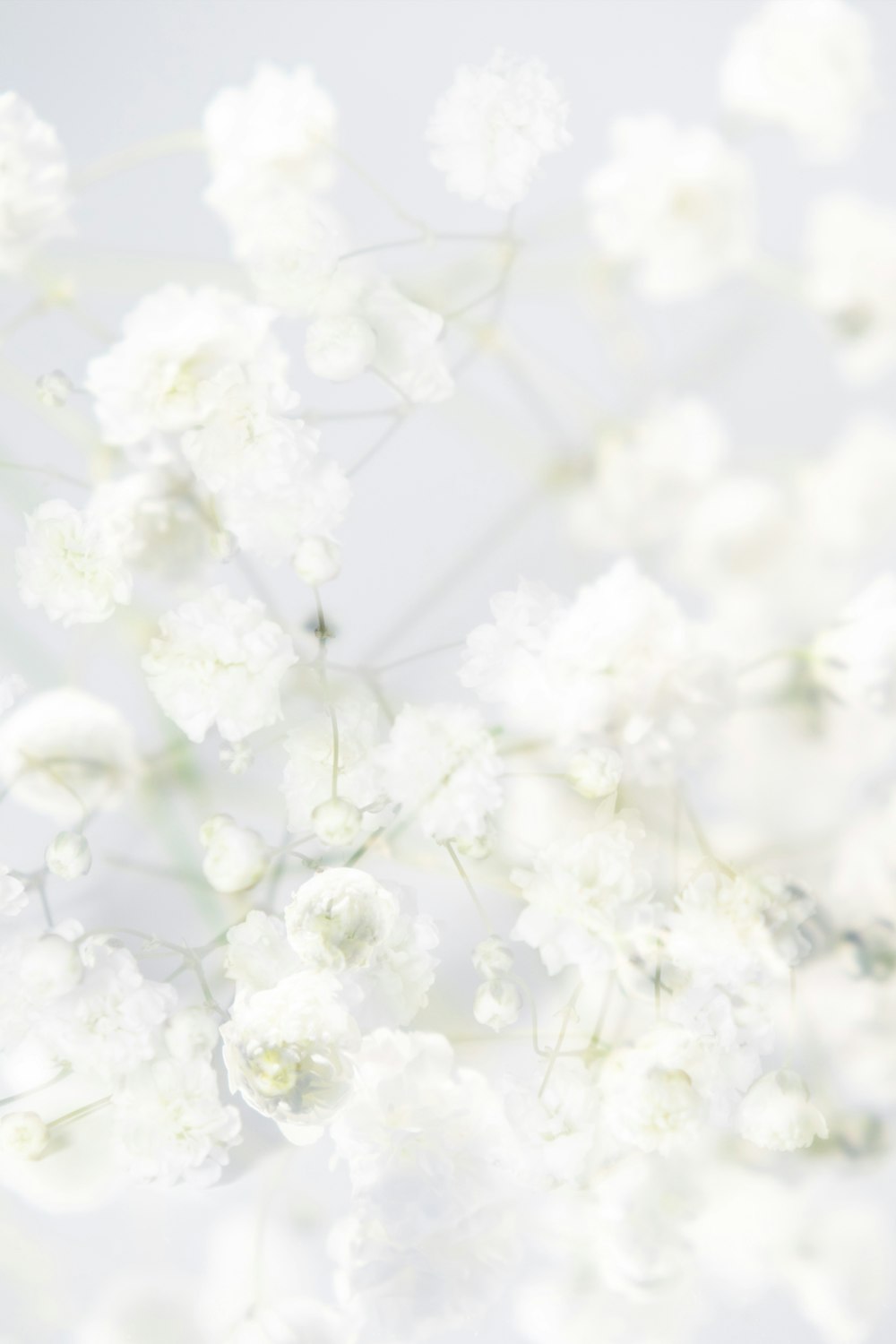 a bunch of white flowers on a white background