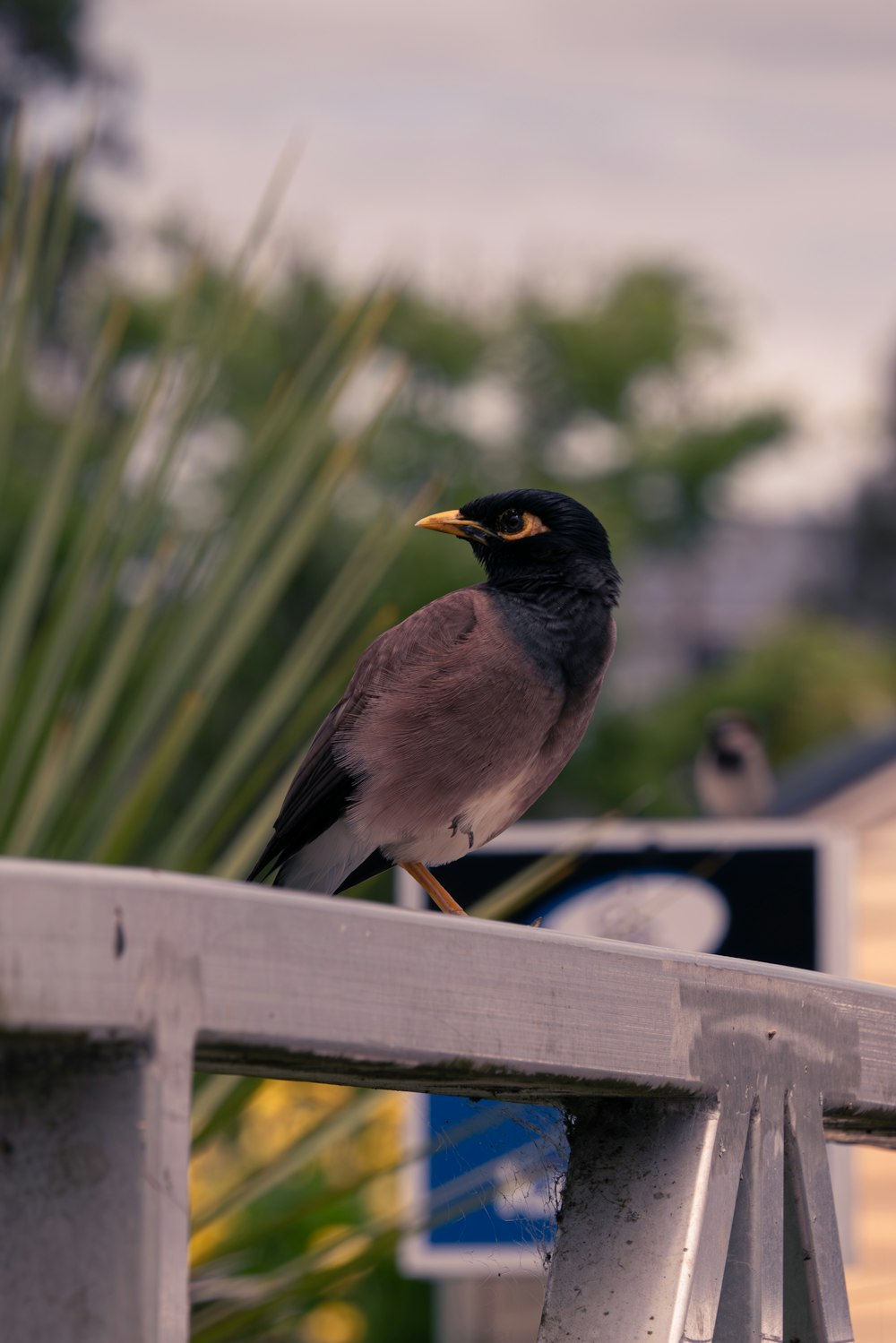 a small bird sitting on top of a metal rail