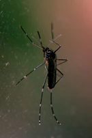 a close up of a spider on a web