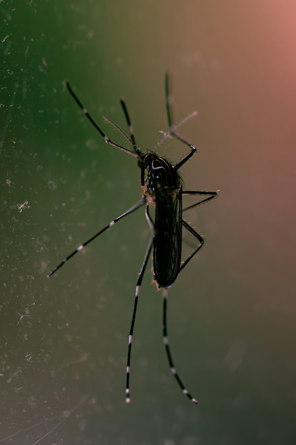 a close up of a spider on a web