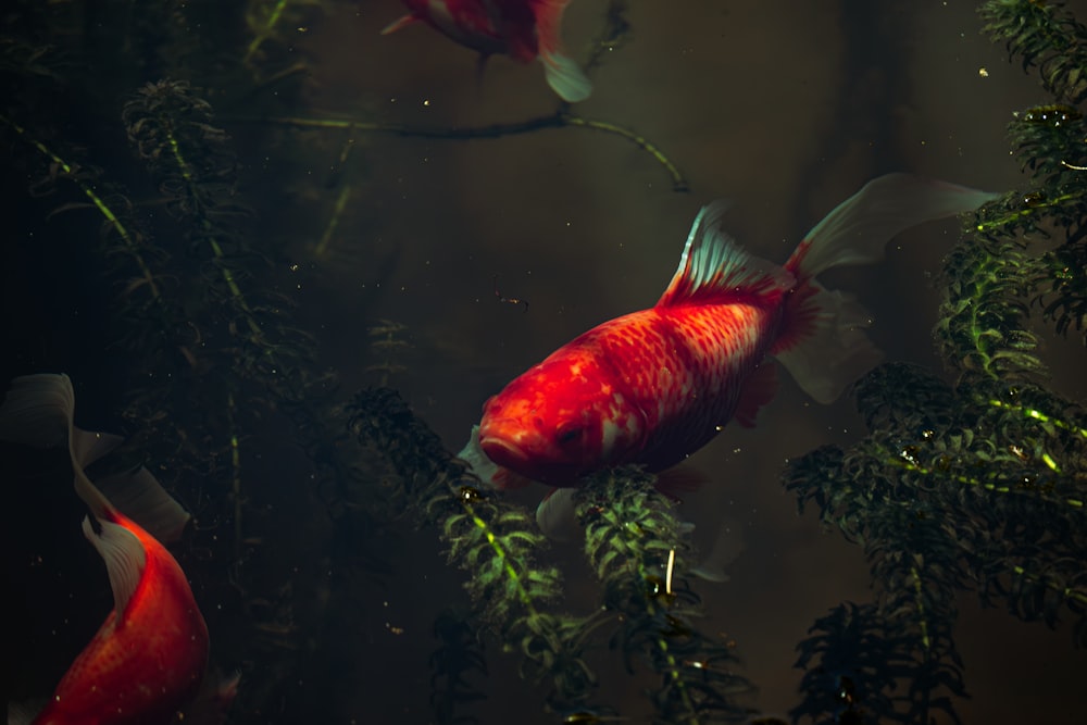 a group of fish swimming in a pond