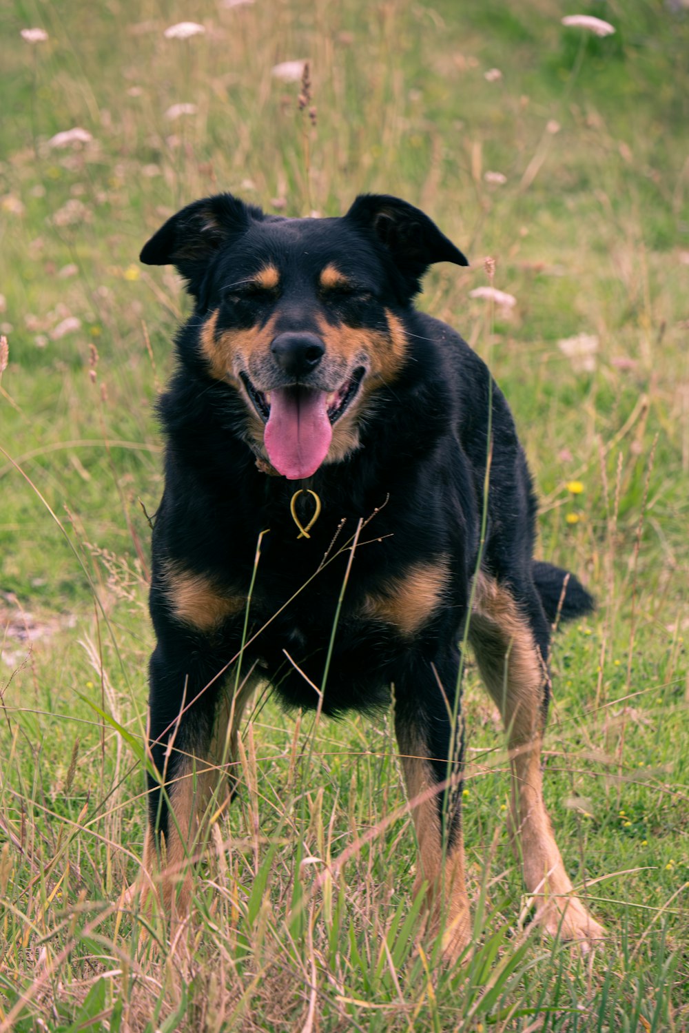 a black and brown dog standing on top of a lush green field
