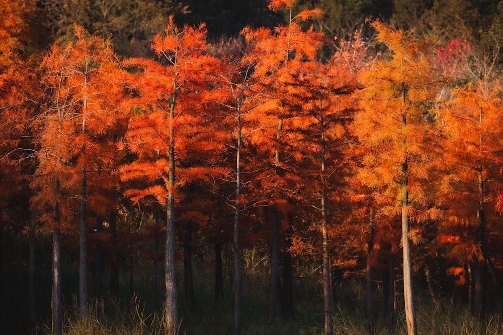 a group of trees with orange leaves in a forest