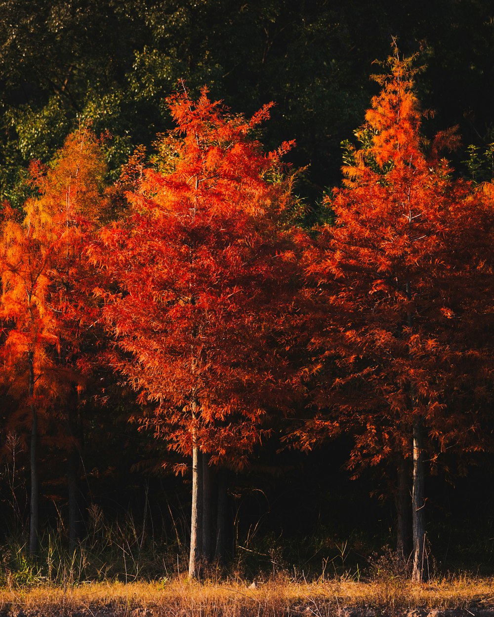 a row of trees with orange leaves on them