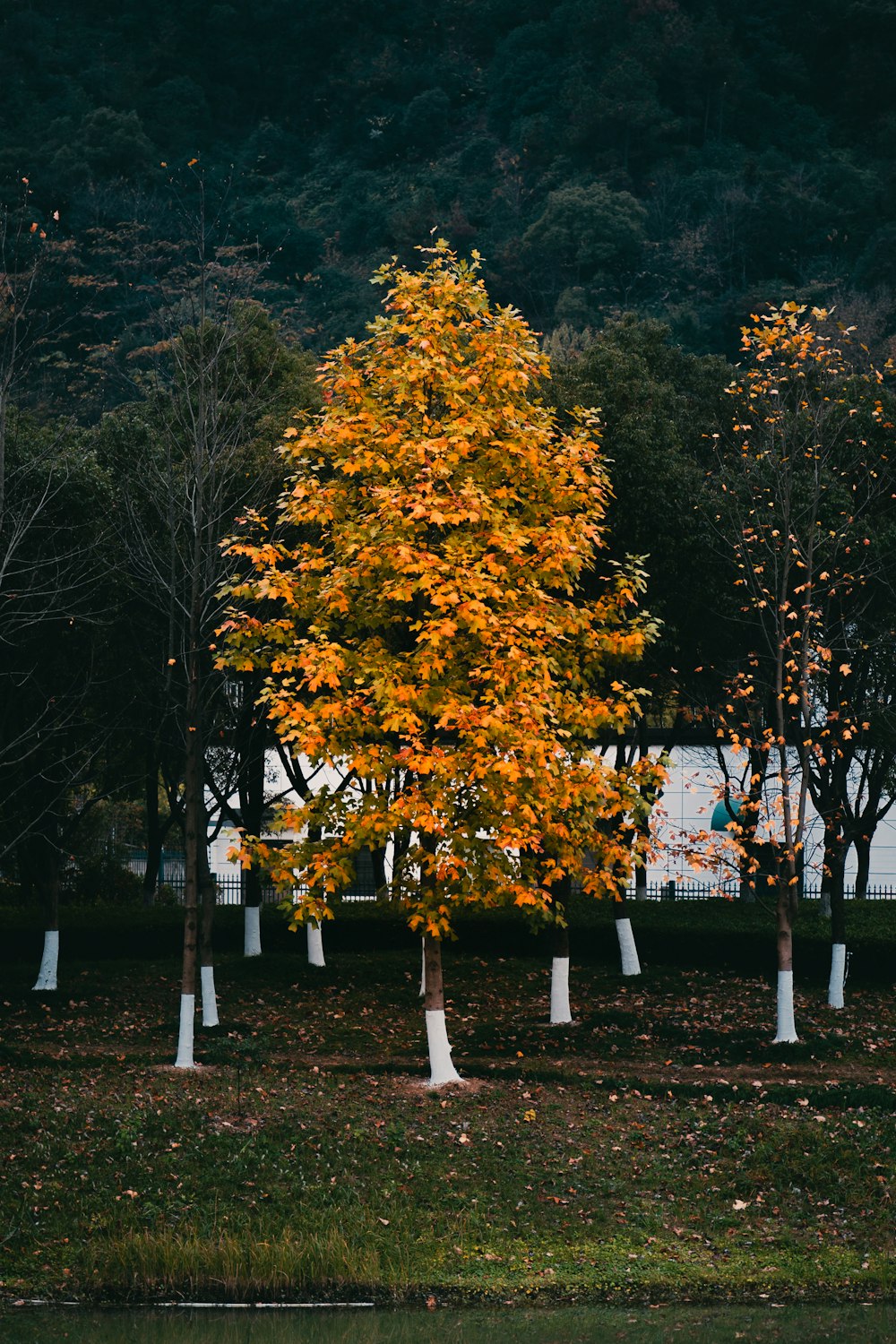 a group of trees that are standing in the grass