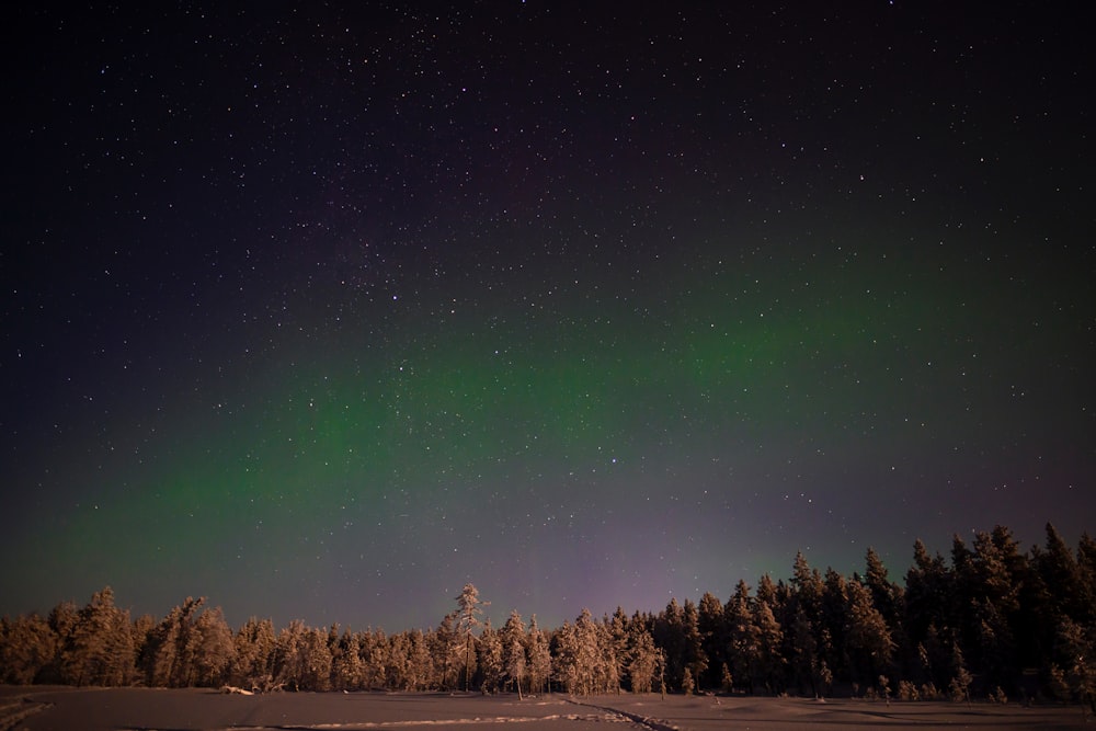 a green and purple aurora over a snow covered forest