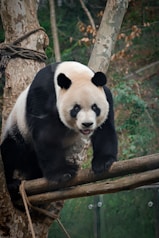 a panda bear sitting on top of a tree branch