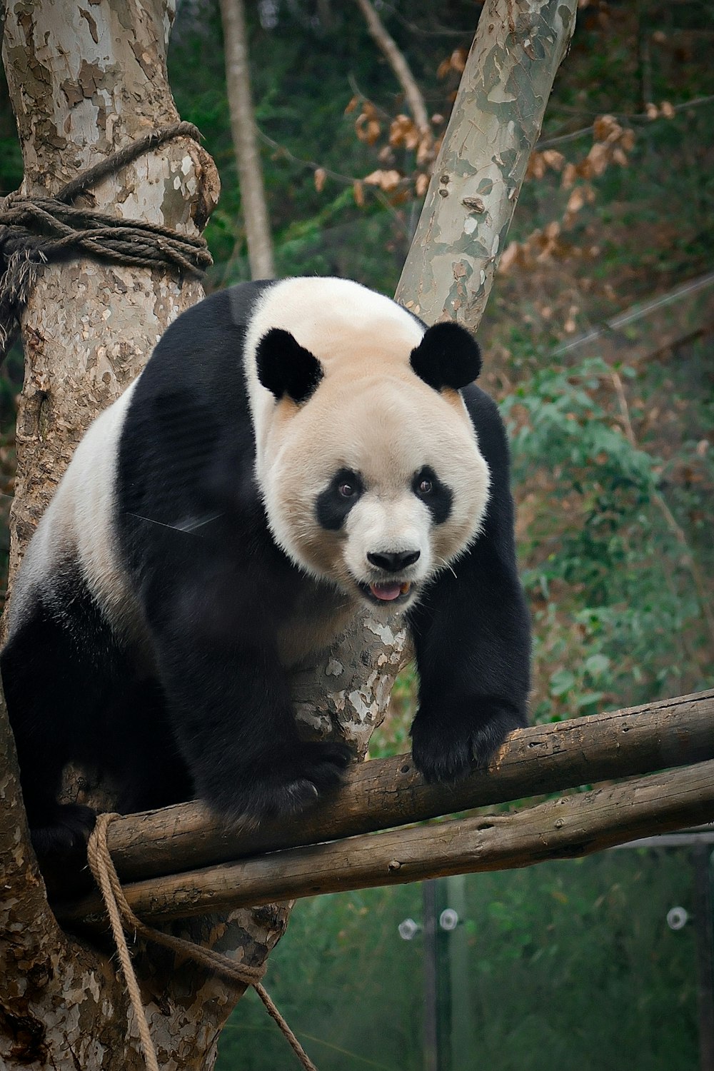 un panda assis au sommet d’une branche d’arbre