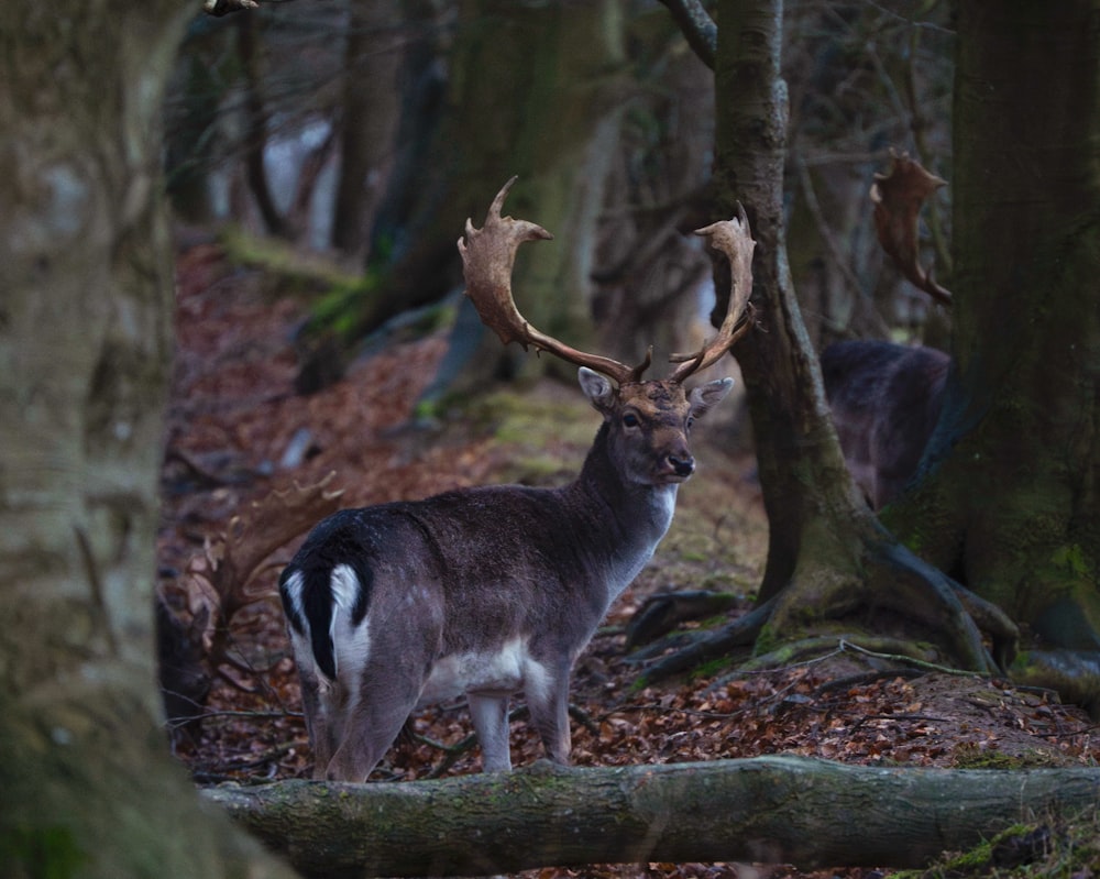 a couple of deer standing in the middle of a forest