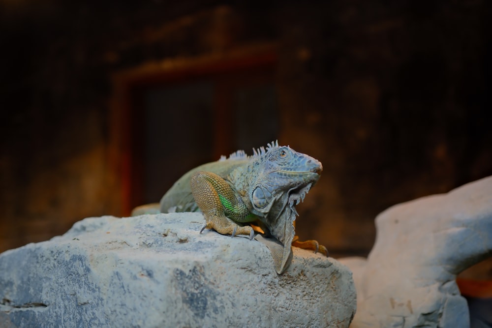 a large lizard sitting on top of a rock