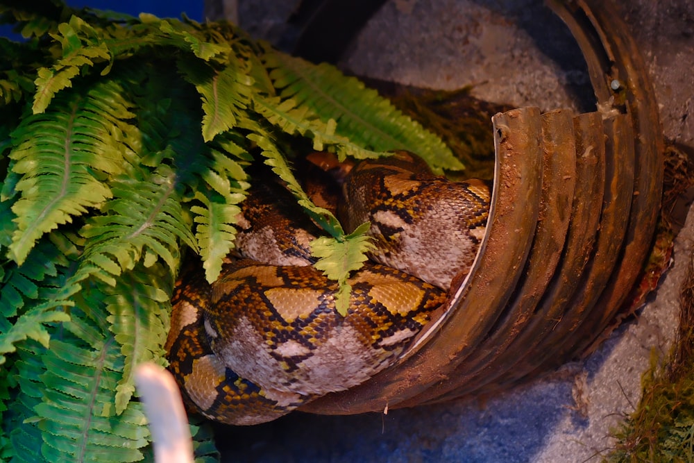 a large snake is curled up in a pot