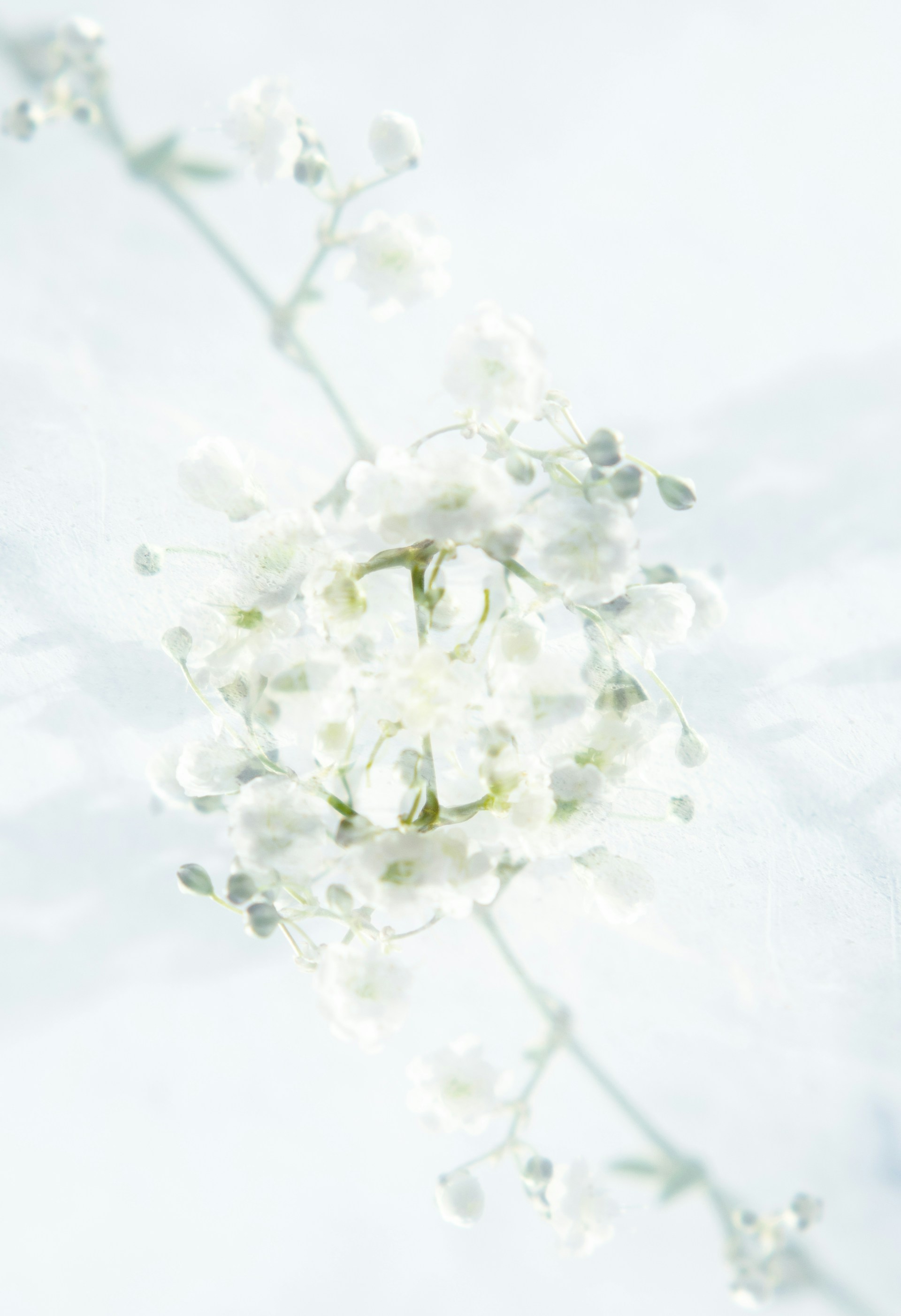 a bunch of white flowers sitting on top of a table