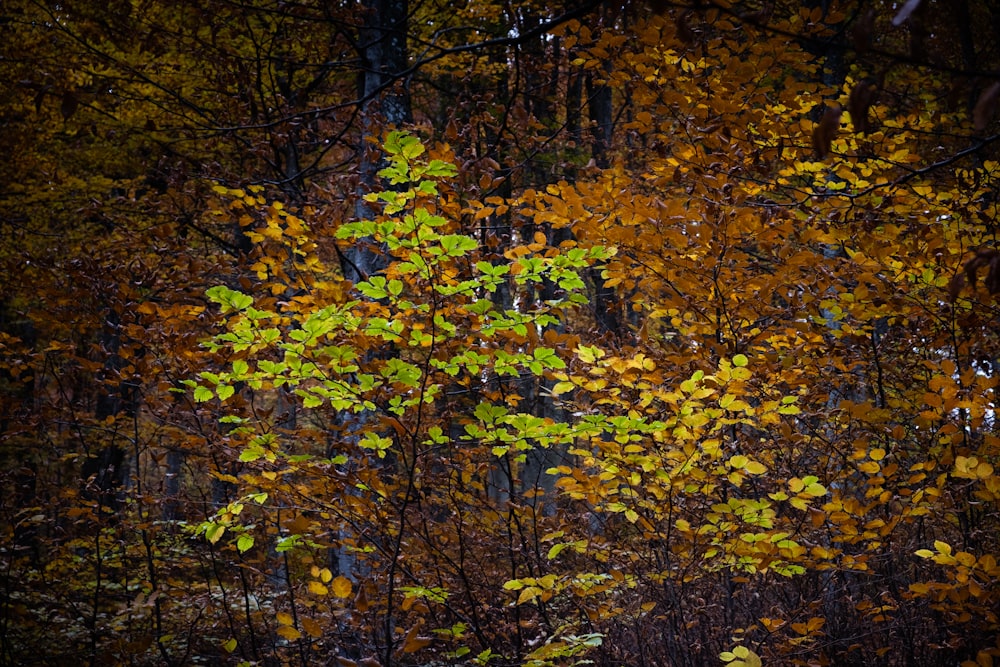 a forest filled with lots of trees covered in leaves