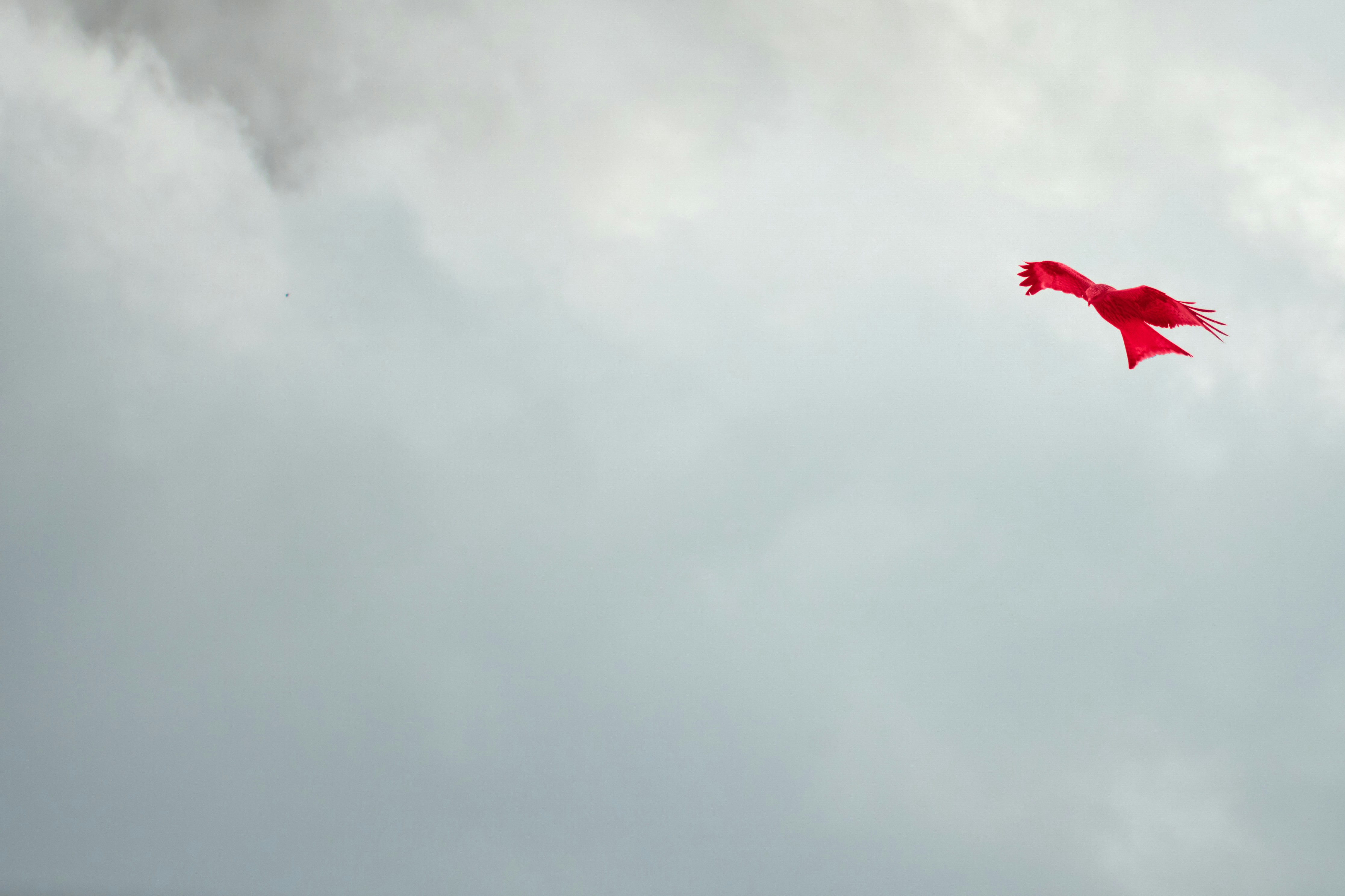 Photo by wolfgang_hasselmann