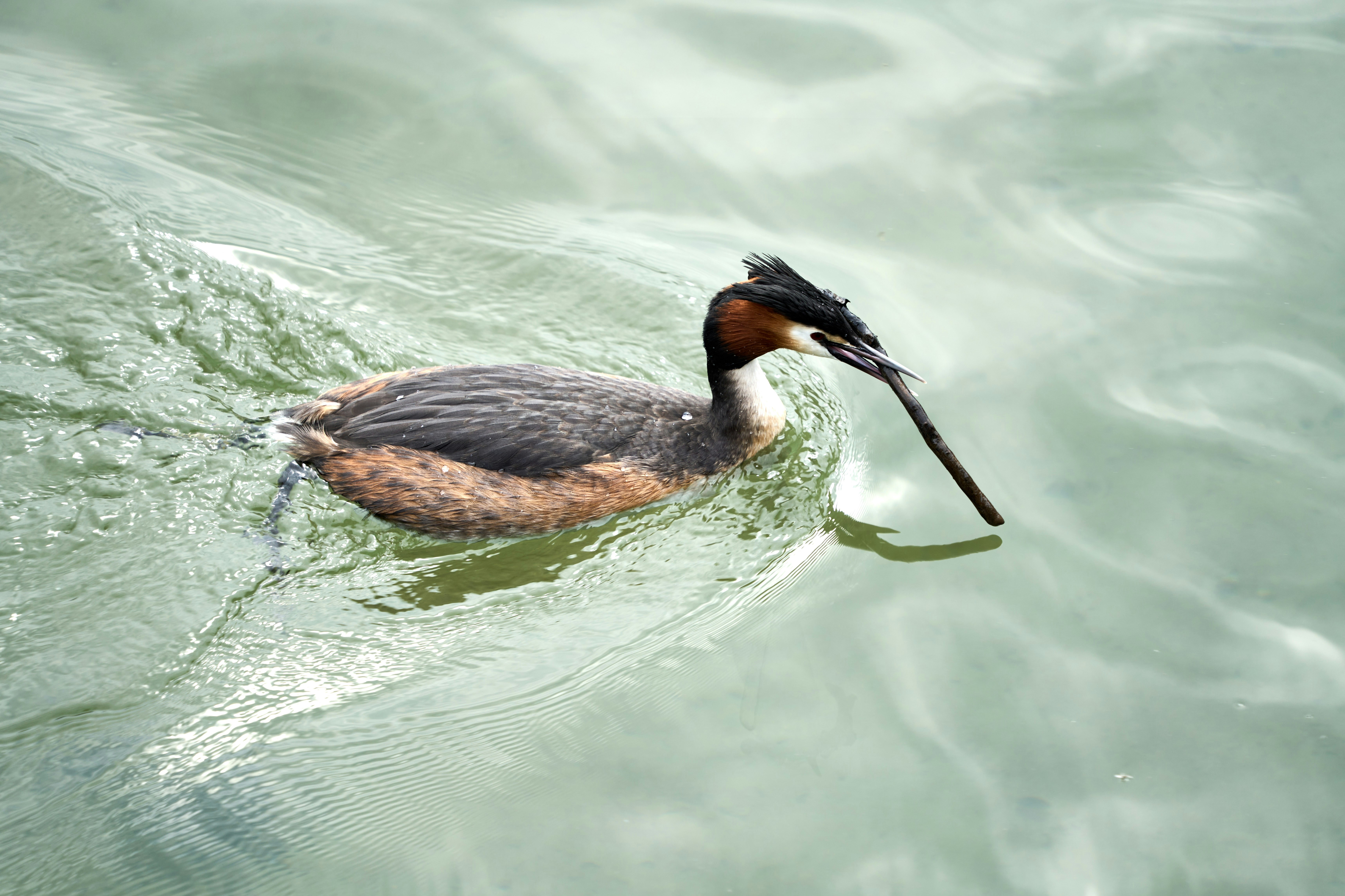 Photo by wolfgang_hasselmann