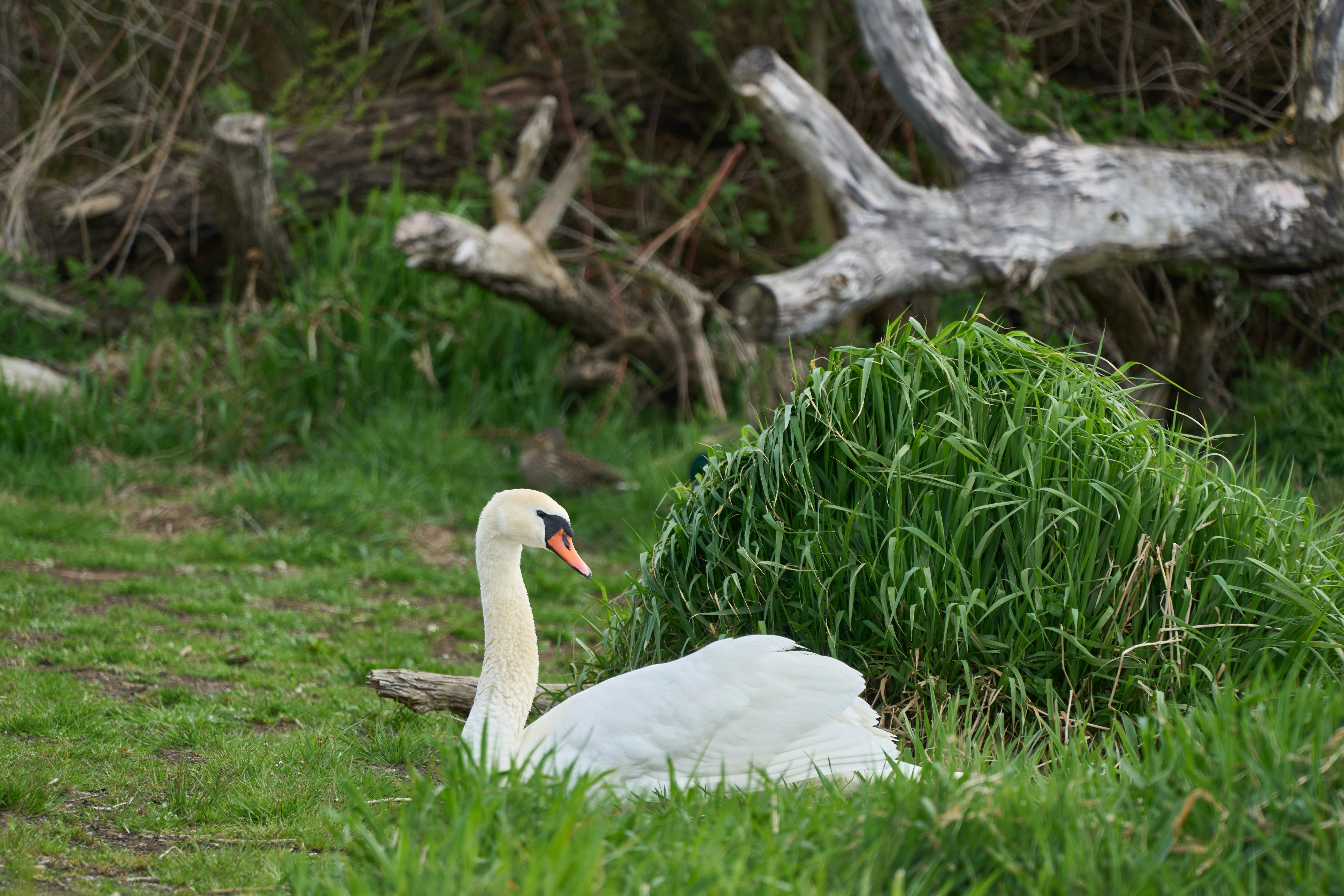 Photo by wolfgang_hasselmann