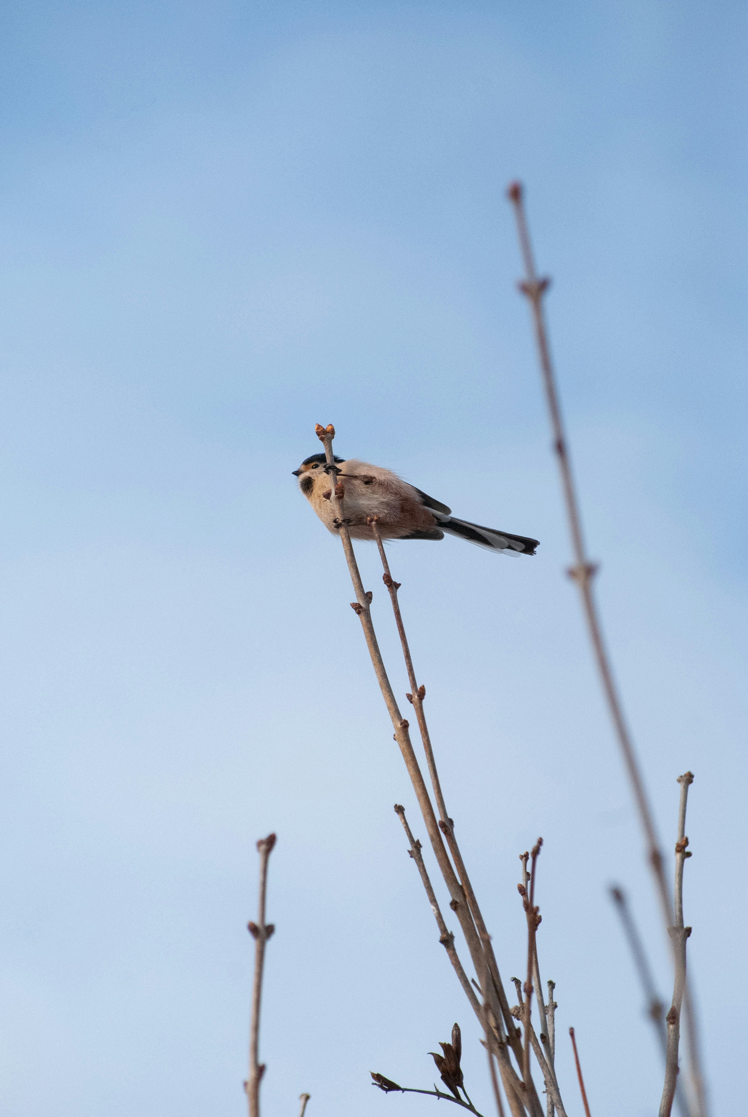 Photo by minimalistrojan