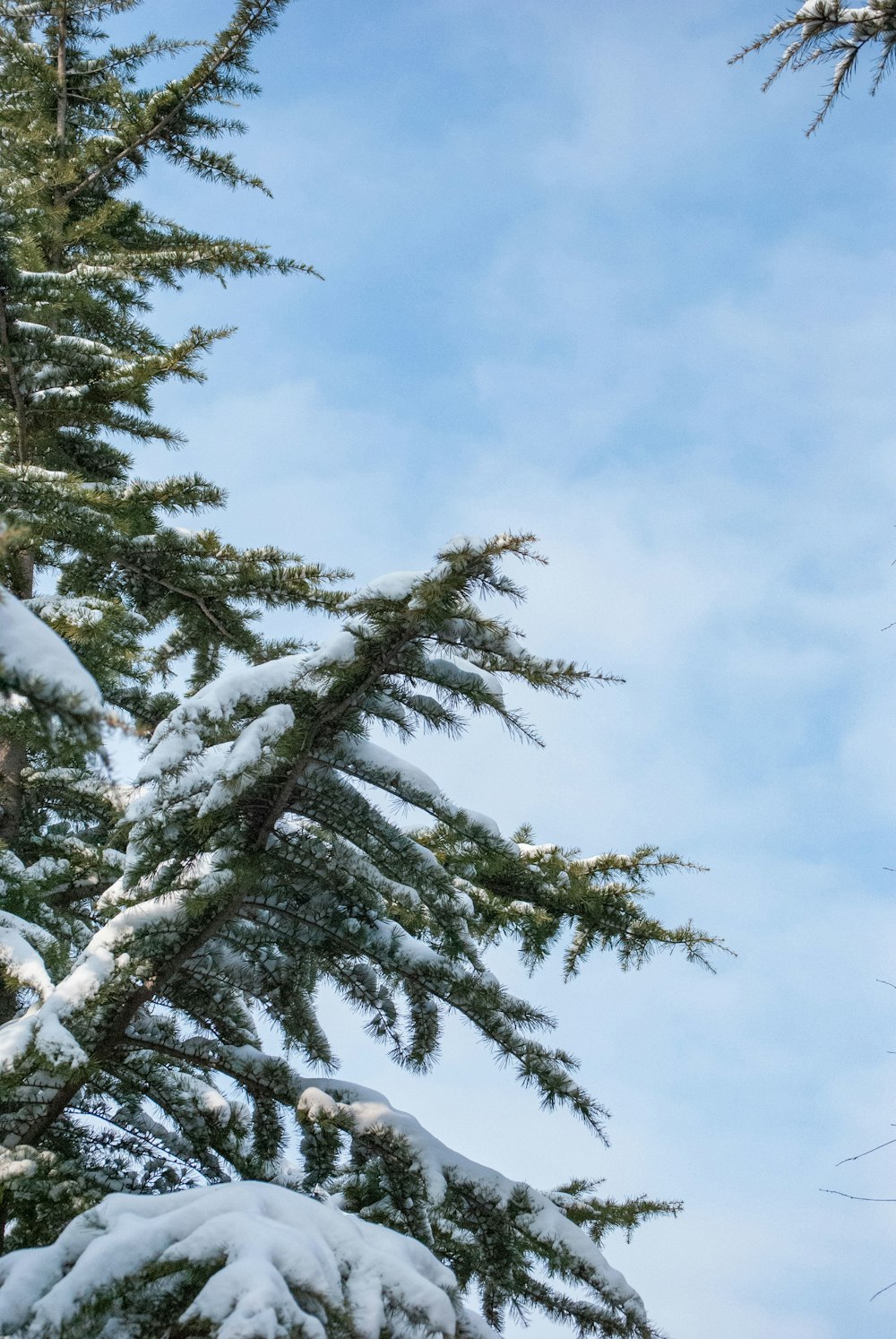 a bird perched on top of a tree covered in snow