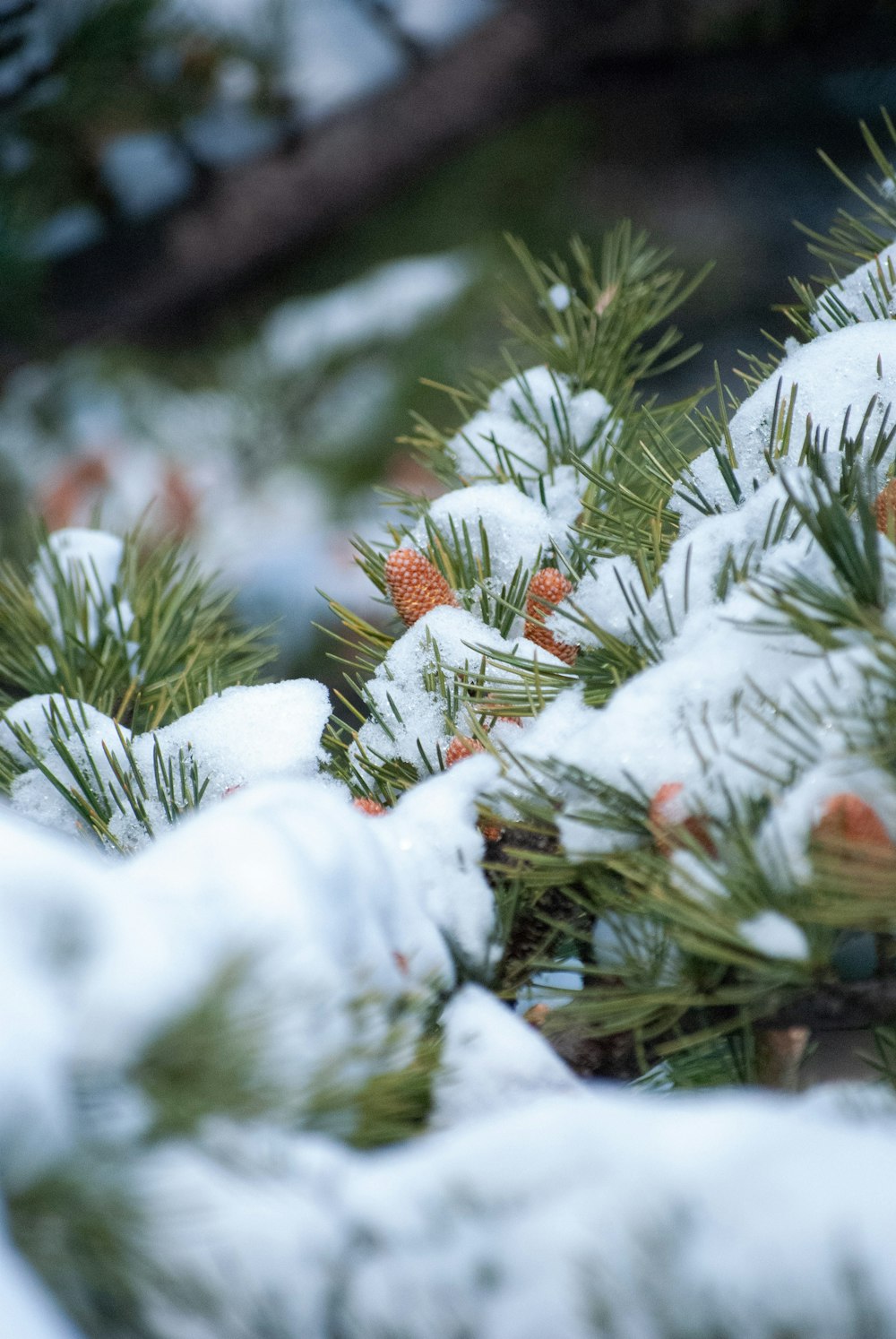 a close up of a pine tree with snow on it