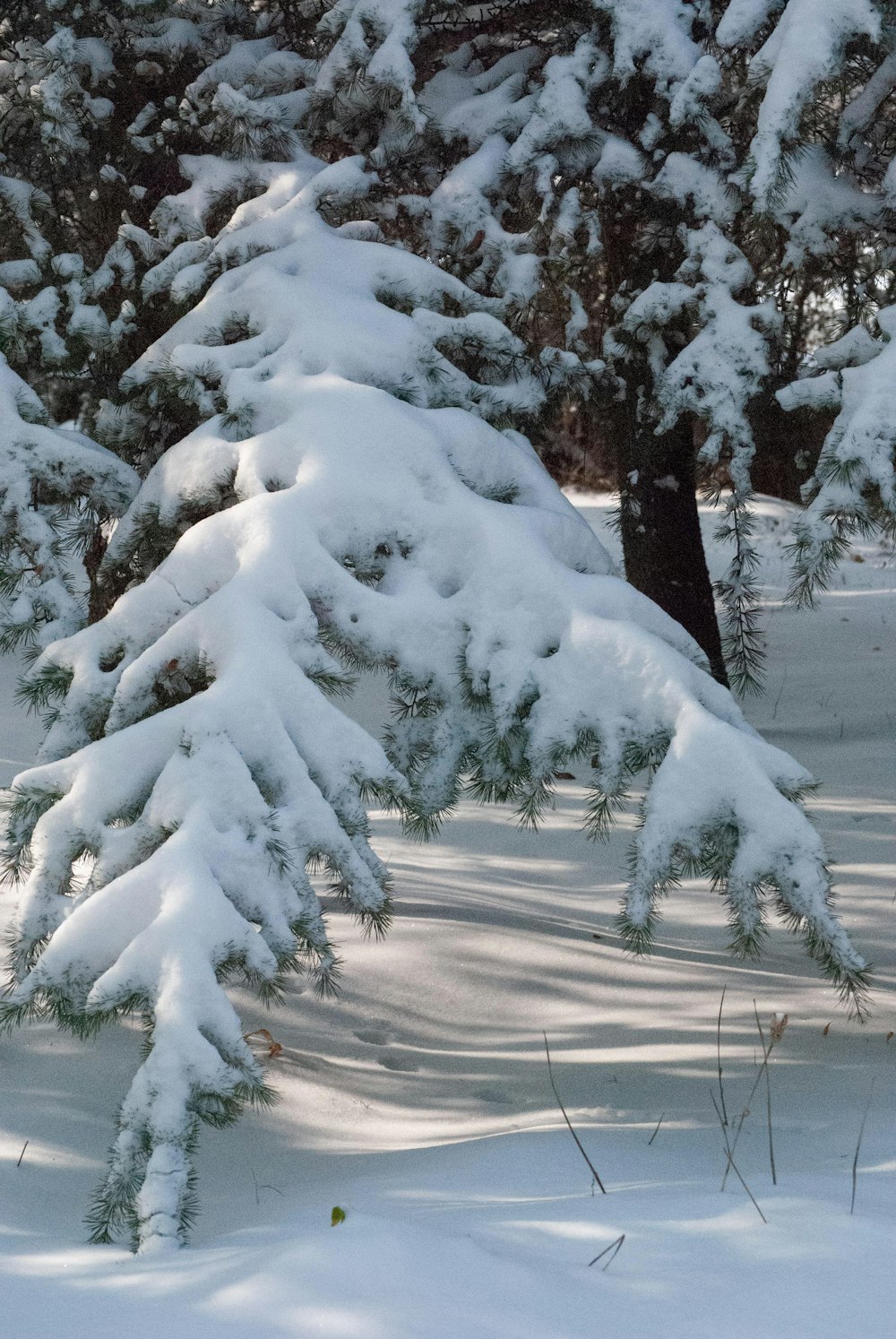 a snow covered pine tree next to a forest