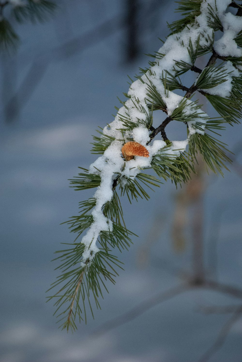 a pine tree branch with snow on it