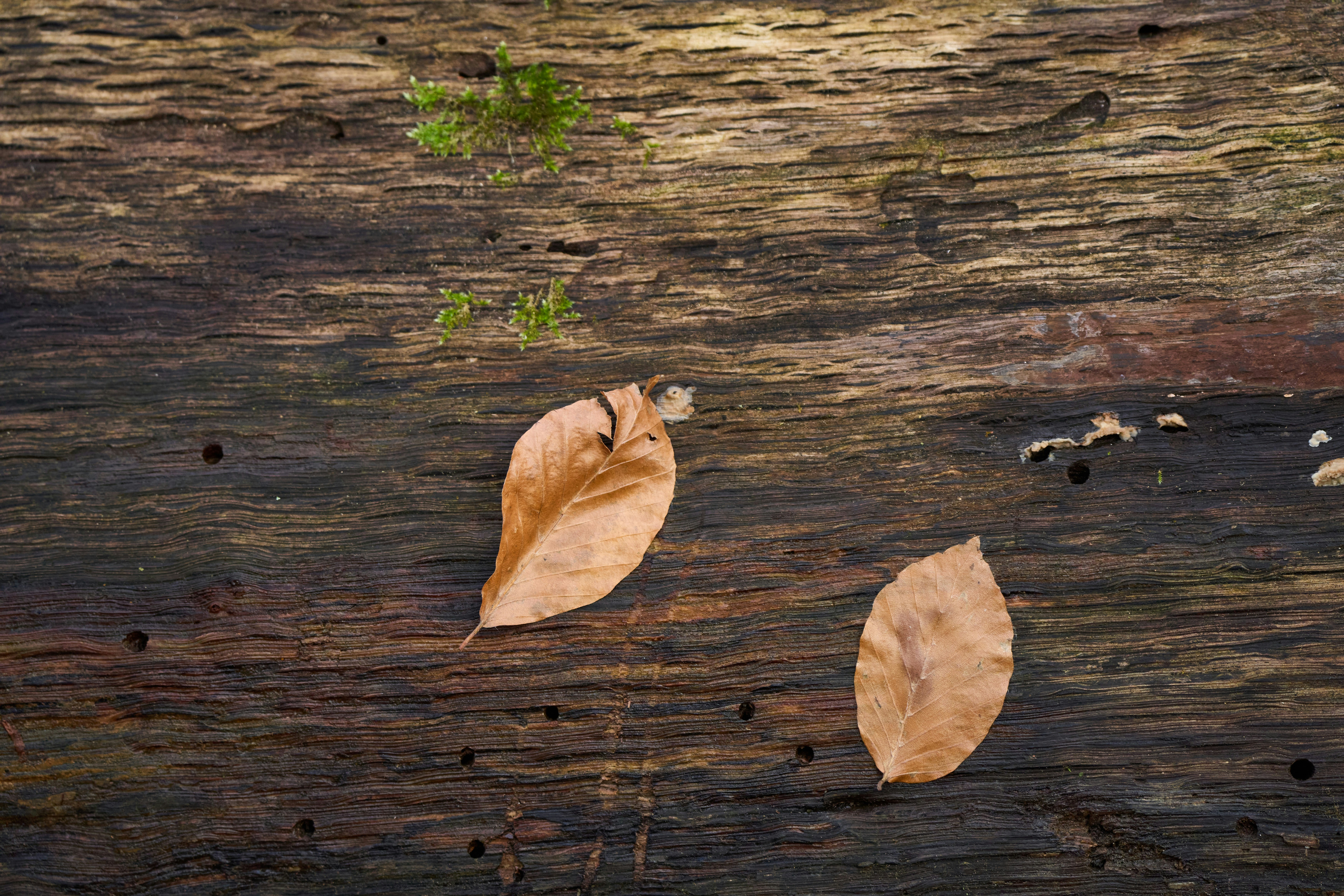 Photo by wolfgang_hasselmann