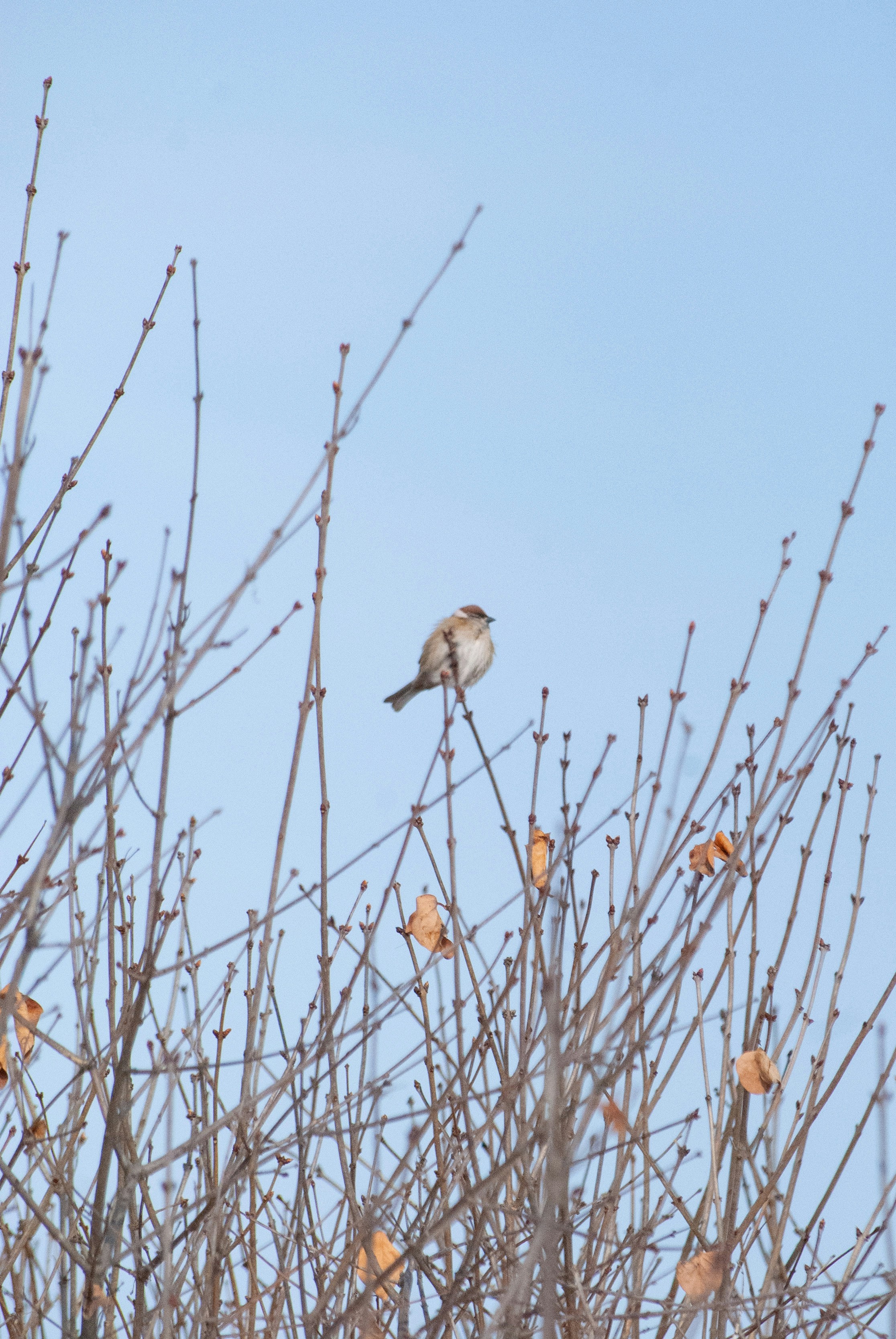 Photo by minimalistrojan