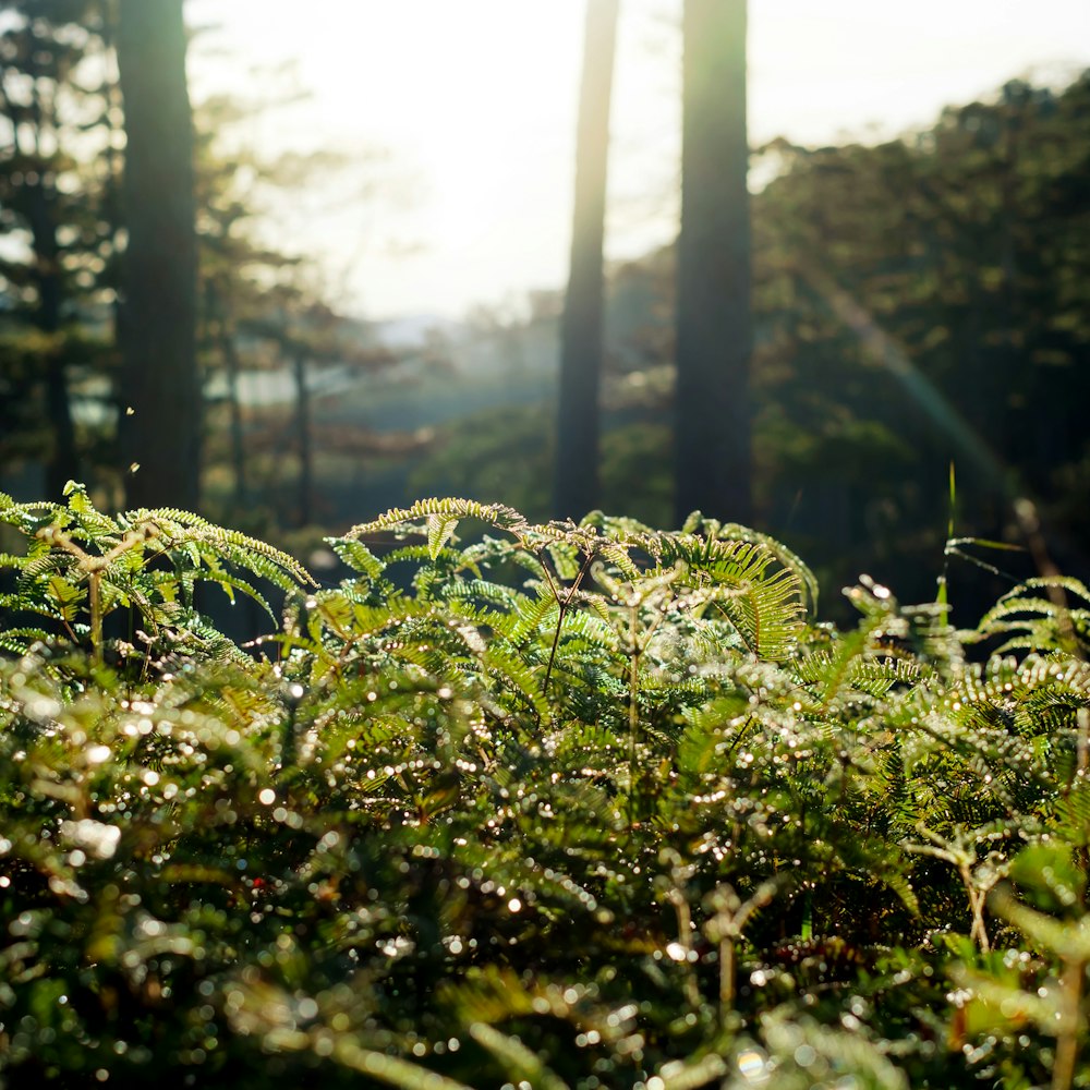 the sun shines through the trees and grass