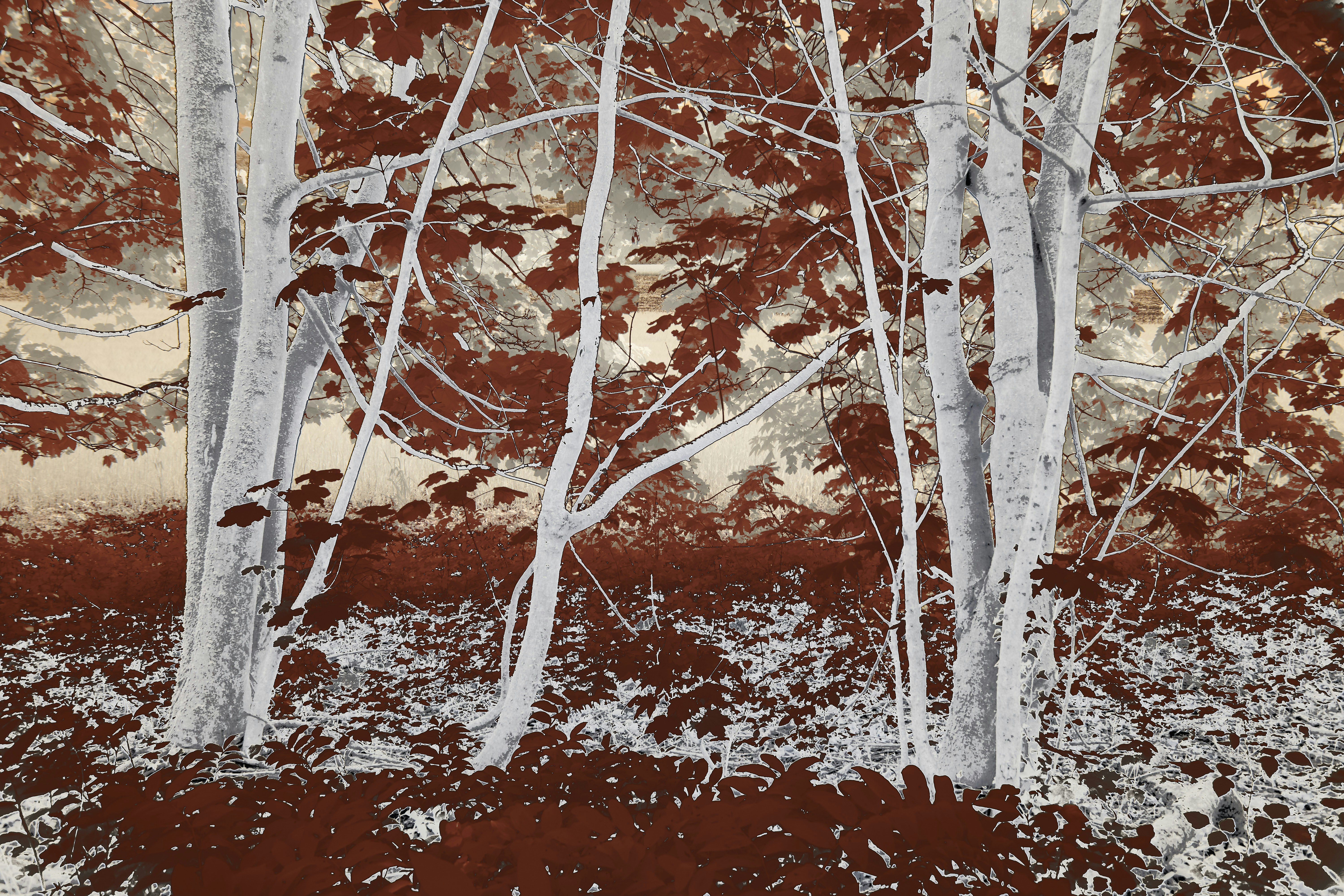 Photo by wolfgang_hasselmann