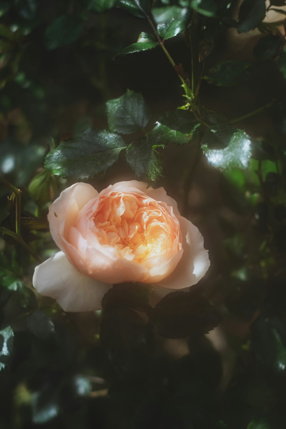 a pink flower with green leaves in the background