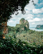 a lush green forest filled with lots of trees